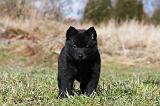 SCHIPPERKE 818